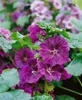 A close-up view of several purple mallow flowers and green leaves. Produktbild-Vorschau