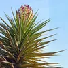 Yucca Torreyi Samen - 5er Pack - Winterhart bis -15°C - Produktbild-Vorschau 5