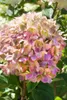 Hydrangea paniculata 'Little Lime', Rispenhortensie, Produktbild-Vorschau 5