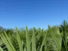 XXL Palme winterhart 180 cm Trachycarpus fortunei, Produktbild-Vorschau 6