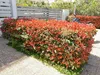 Stauden Gänge 10 x Photinia fraseri 'Red Robin' - Rote Produktbild-Vorschau 4
