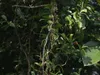 Bornejský kaučukovník (Willughbeia coriacea)  – 1 vyklíčené Náhľad obrázku produktu 4