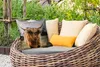 MuchoWow® Outdoor Kissen - Schottisches Hochlandrind - Kuh Produktbild-Vorschau 3