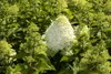 A close-up view of a flowering hydrangea plant with large white blooms and green foliage. Produktbild-Vorschau