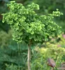 Ginkgo biloba 50-60 cm, kont. 2,5 l Produktbild-Vorschau 3