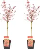 Bloomique - Zestaw 2 szt. - Acer Palmatum Shaina - Klon Podgląd zdjęcia produktu 1