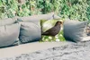 MuchoWow® Outdoor Kissen - Vogel - Amsel - Blumen - 40x40 Produktbild-Vorschau 2