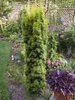 Säulen-Eibe ´DAVID´ 20-30 cm, Cont. 2,5 l Produktbild-Vorschau 5