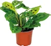 Bloomique - Maranta Kerchoveana - Gebetspflanze - Produktbild-Vorschau 1