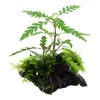 Aquarium Pflanze Hygrophila pinnatifida und Moos auf Wurzel Produktbild-Vorschau 2