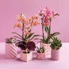 Kolibri Home | Candy Ornamental Pot | Hoch Produktbild-Vorschau 6