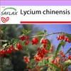 SAFLAX - Gojibeere - Lycium chinensis - 200 Semená Náhľad obrázku produktu 10