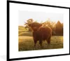 MuchoWow® Gerahmtes Poster Schottischer Hochländer - Gras - Produktbild-Vorschau 1