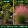 Stauden Gänge 1 x Muhlenbergia capillaris im 1 Liter Topf - Produktbild-Vorschau 3