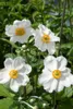 Anemone japonica 'Andrea Atkinson', Herbstanemone, weiß, Produktbild-Vorschau 1