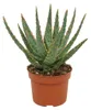 Aloe zebrina Danyz - Aloe mit orange-roten Rändern - Produktbild-Vorschau 1