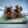 Two Yorkshire Terriers wearing red harnesses and leashes are sitting on a green pet bed. Produktbild-Vorschau