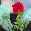 Blumendünger - Dünger für gesunde Blumen – 3 Kg / Produktbild-Vorschau 9