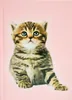 ADINA Notizbuch A5 fester Deckel blanko Katze Produktbild-Vorschau 1