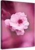 Leinwandbild kirschblüte auf rosa hintergrund 40x60 cm Produktbild-Vorschau 1