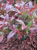 Leucothoe walteri Scarletta ® / Zeblid - Traubenheide - Produktbild-Vorschau 3