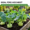 Kohlrabi Superschmelz Samen - Brassica oleracea - Produktbild-Vorschau 6