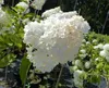 Hortensie Rispenhortensie Stamm 150 - 180 cm Candlelight Produktbild-Vorschau 2