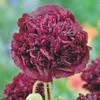 Buzzy Poppy Fiori Papavero Nero Semi di Peonia - Circa 0,08 Anteprima dell’immagine prodotto 2
