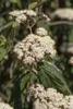 Viburnum rhytidophyllum, Immergrüner Schneeball, 40–60 cm Produktbild-Vorschau 3