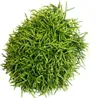 Rhipsalis baccifera Oasis - koralový kaktus - v 12cm Náhľad obrázku produktu 2