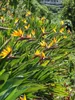 Fiore dell'uccello del paradiso (Strelitzia reginae)  - 10 Anteprima dell’immagine prodotto 2