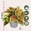 Koleus Blumego - 3 szt - Plectranthus scutellarioides - Podgląd zdjęcia produktu 2