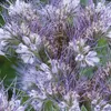 Phacelia Tanacetifolia, pianta del miele - semi biologici - Anteprima dell’immagine prodotto 5