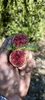 Fingerlime-plant, rode variant (potmaat 20) Productafbeelding-voorbeeld 3