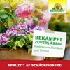 Neudorff Spruzit AF Schädlingsfrei 250ml bekämpft Eier, Produktbild-Vorschau 5