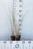 6 x Ammophila arenaria - Strandhafer - Topf 9 x 9 cm Produktbild-Vorschau 2