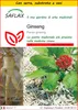 SAFLAX Insieme di coltivazione - Ginseng - 10 semi - Panax Anteprima dell’immagine prodotto 1