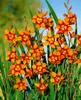 Crocosmia x crocosmiifl. 'Emily McKenzie', Montbretie, Produktbild-Vorschau 5