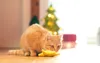 Aumüller Katzenspielkissen Plüschstern, goldgelb - gefüllt Produktbild-Vorschau 3