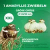 Amaryllis Zwiebel Celica - 1 Blumenzwiebel in Großformat Produktbild-Vorschau 4