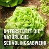 COMPO  Grundstoff Brennnessel 1 Liter Produktbild-Vorschau 7