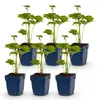 Green boutiQ - Plante vivace - Anémone hybride « Königin Voir les images du produit 2