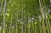 SAFLAX - Moso obří bambus - Phyllostachys pubescens - 20 Náhled obrázku produktu 5