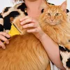 spazzola lionto 2 in 1, spazzola per gatti con lame in Anteprima dell’immagine prodotto 3