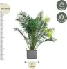 Phönix Canariensis Kanarische Dattelpalme 300cm Ø50cm Produktbild-Vorschau 2