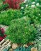 Pinus mugo 'Benjamin', Bergkiefer, kompakt, 12–15 cm Produktbild-Vorschau 8