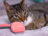 KERBL 7-in-1-Pflegeset für Katzen, rosa Produktbild-Vorschau 8