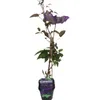 A potted clematis plant with purple flowers and green leaves against a white background. Produktbild-Vorschau