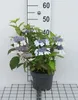 Hydrangea serr. 'Bluebird' - Hortensien  25- 30 cm Produktbild-Vorschau 1