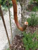 A close-up of a rusty metal hook, likely part of a garden stand or hanger, with a blurred garden background. Anteprima dell’immagine prodotto